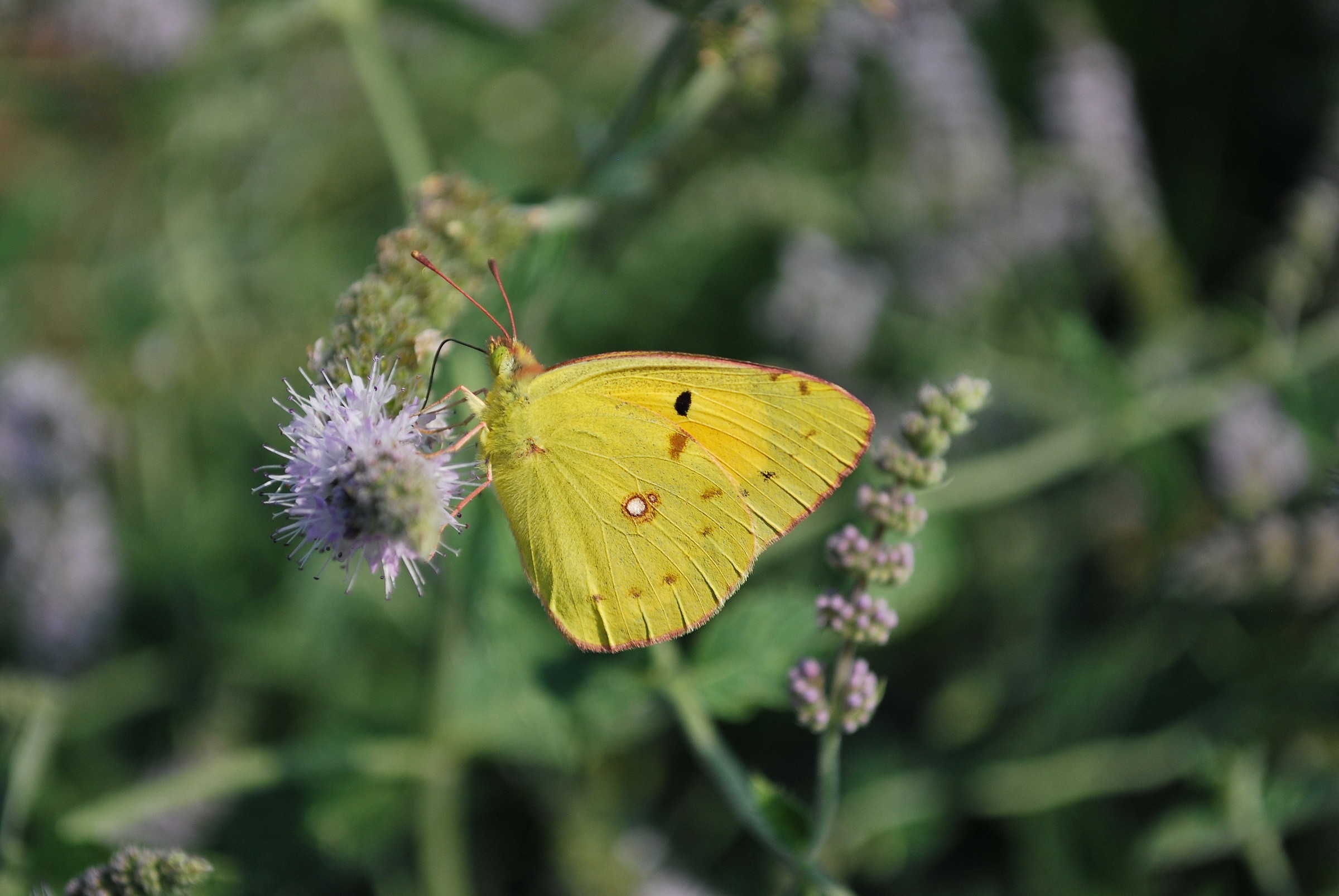 Colias croceus