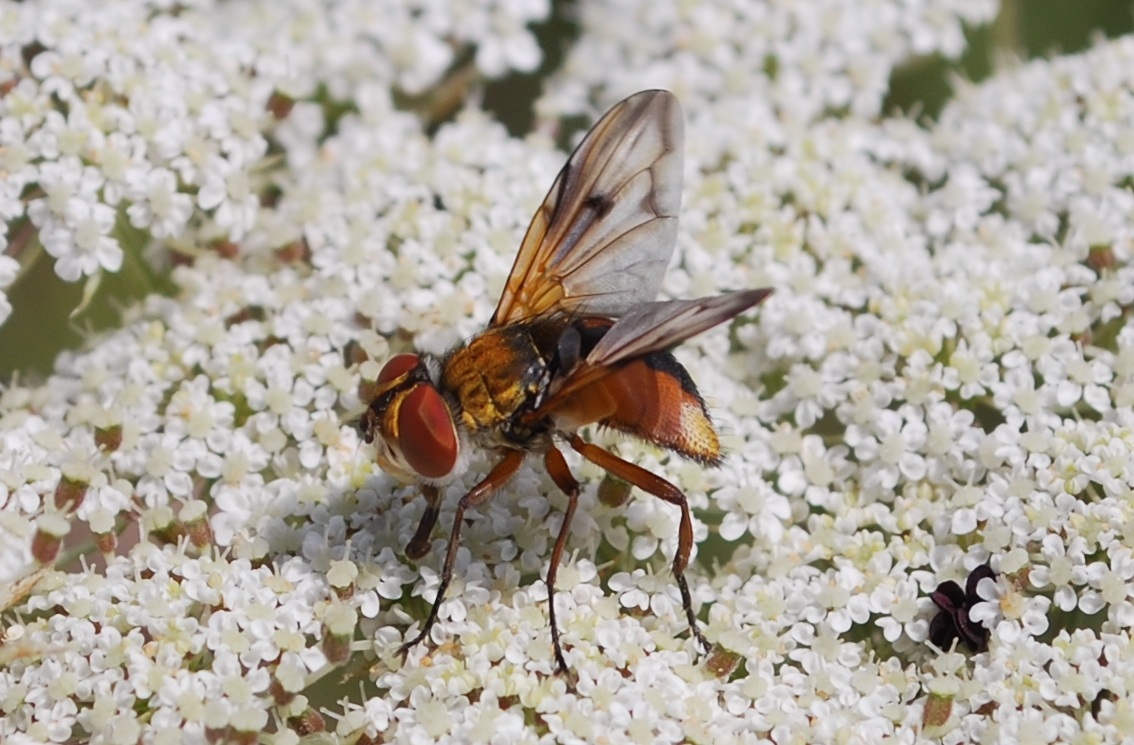 Ectophasia crassipennis