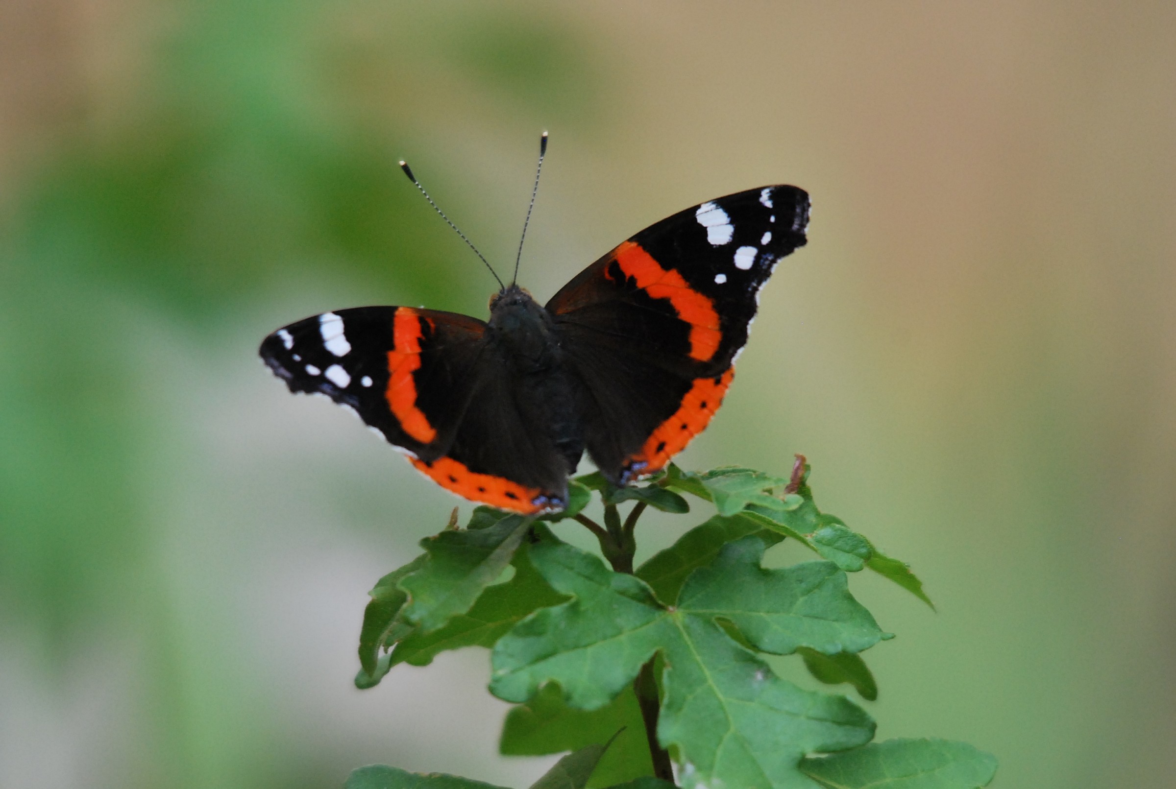 Vanessa atalanta