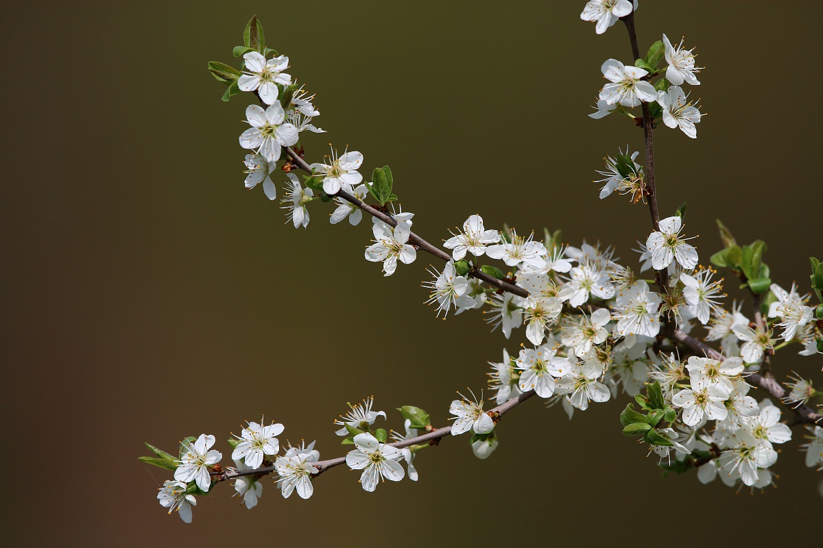 Qui la primavera arriva ...