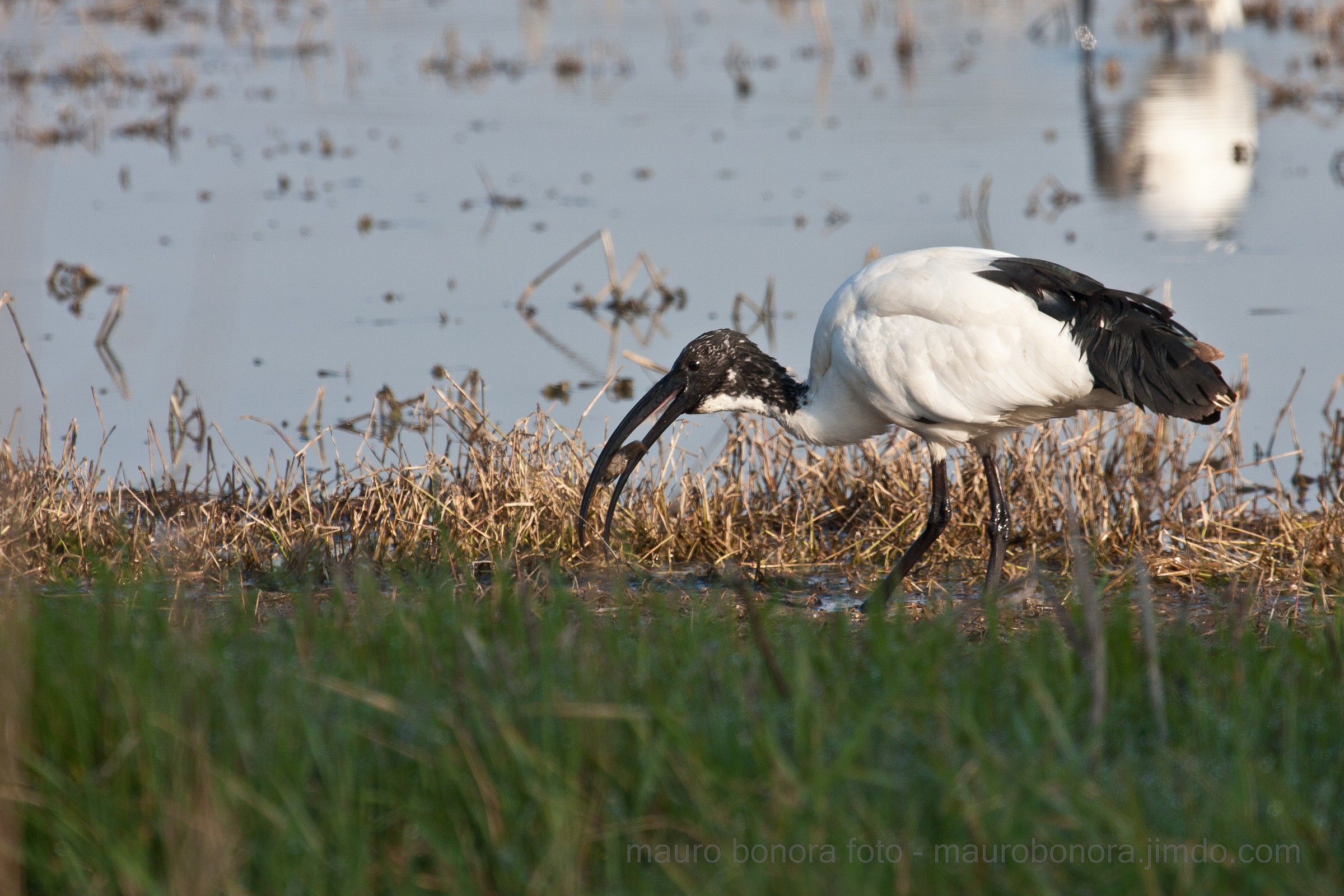 Sacred Ibis