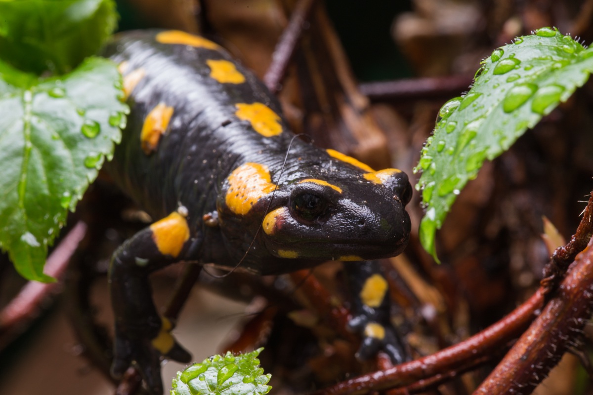 Salamandra infreddolita