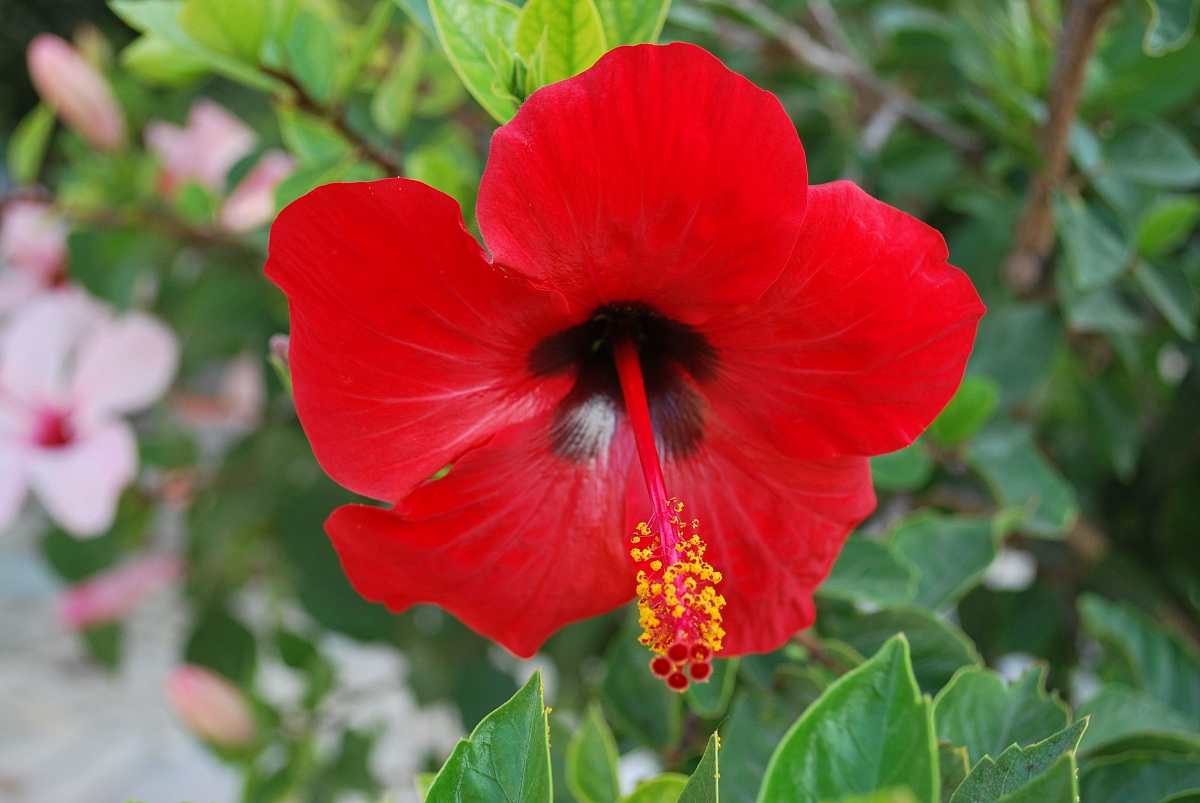 Red hibiscus