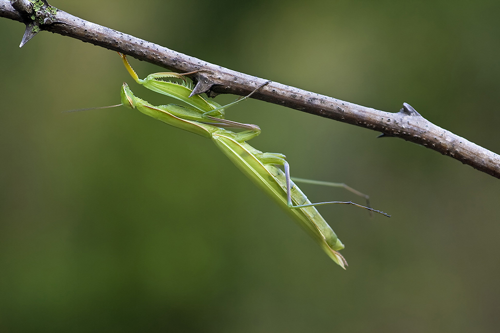 Praying Mantis