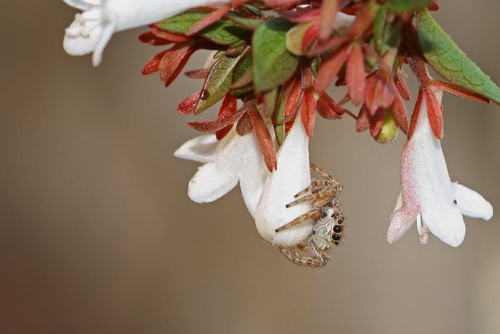 Spider on flower