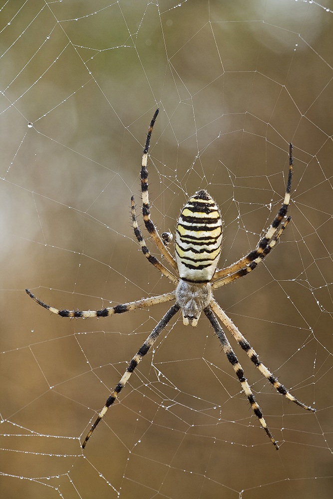 Argiope with offspring