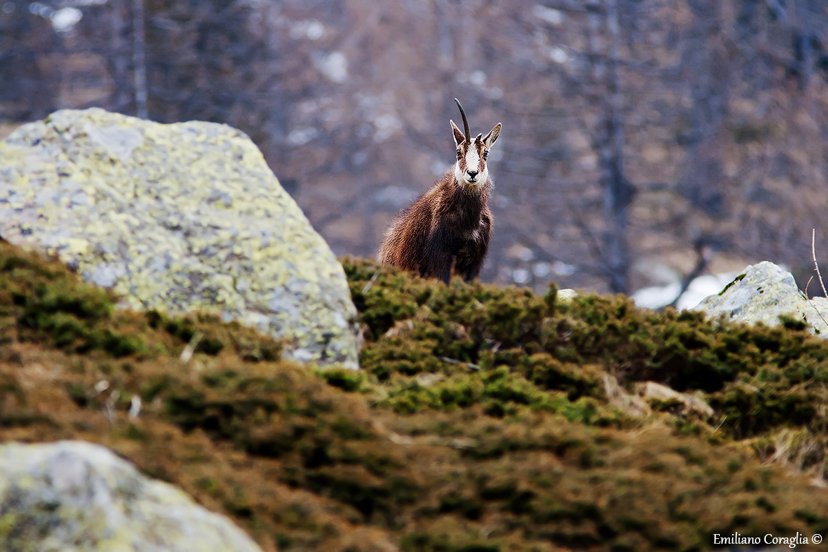 Camoscio