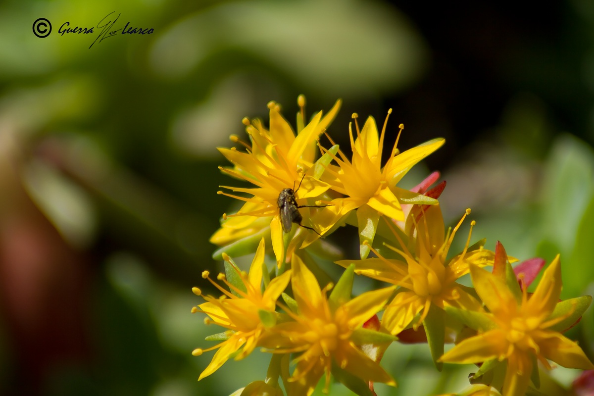 fiore e mosca di primavera