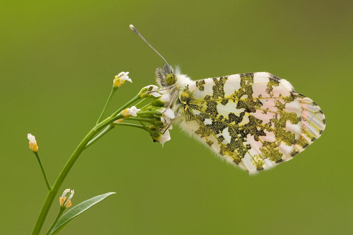 Anthocharis cardamines