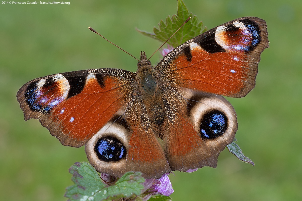 Inachis io Linnaeus, 1758