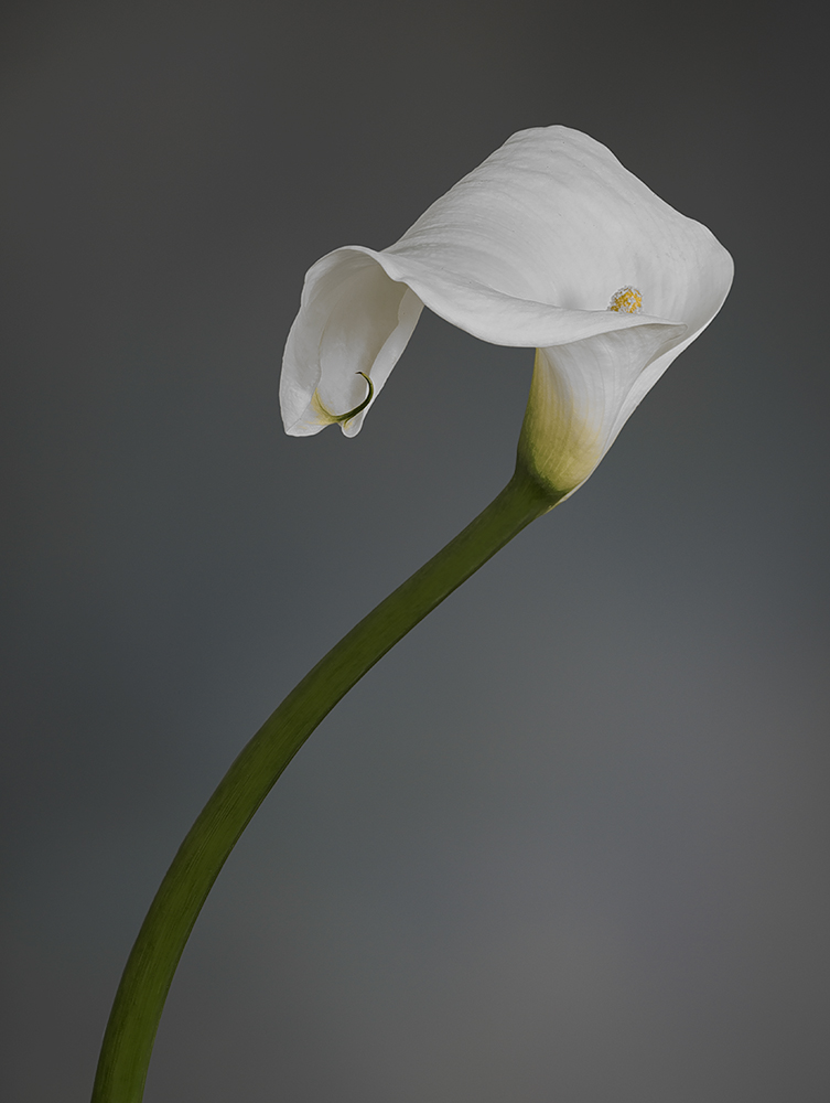 Classica calla a primavera