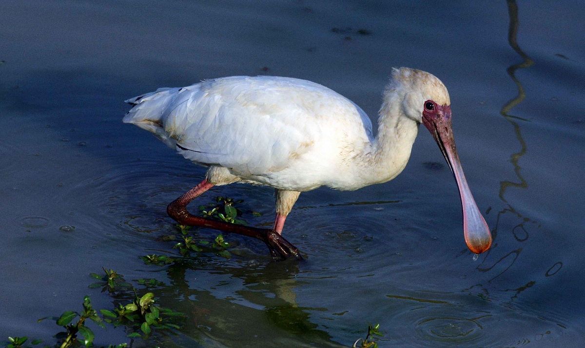African Spoonbill