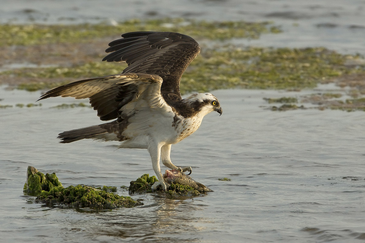falco pescatore al tramonto