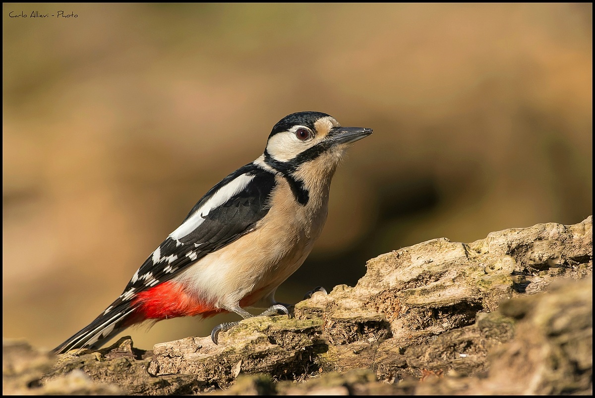 Picchio Rosso Maggiore