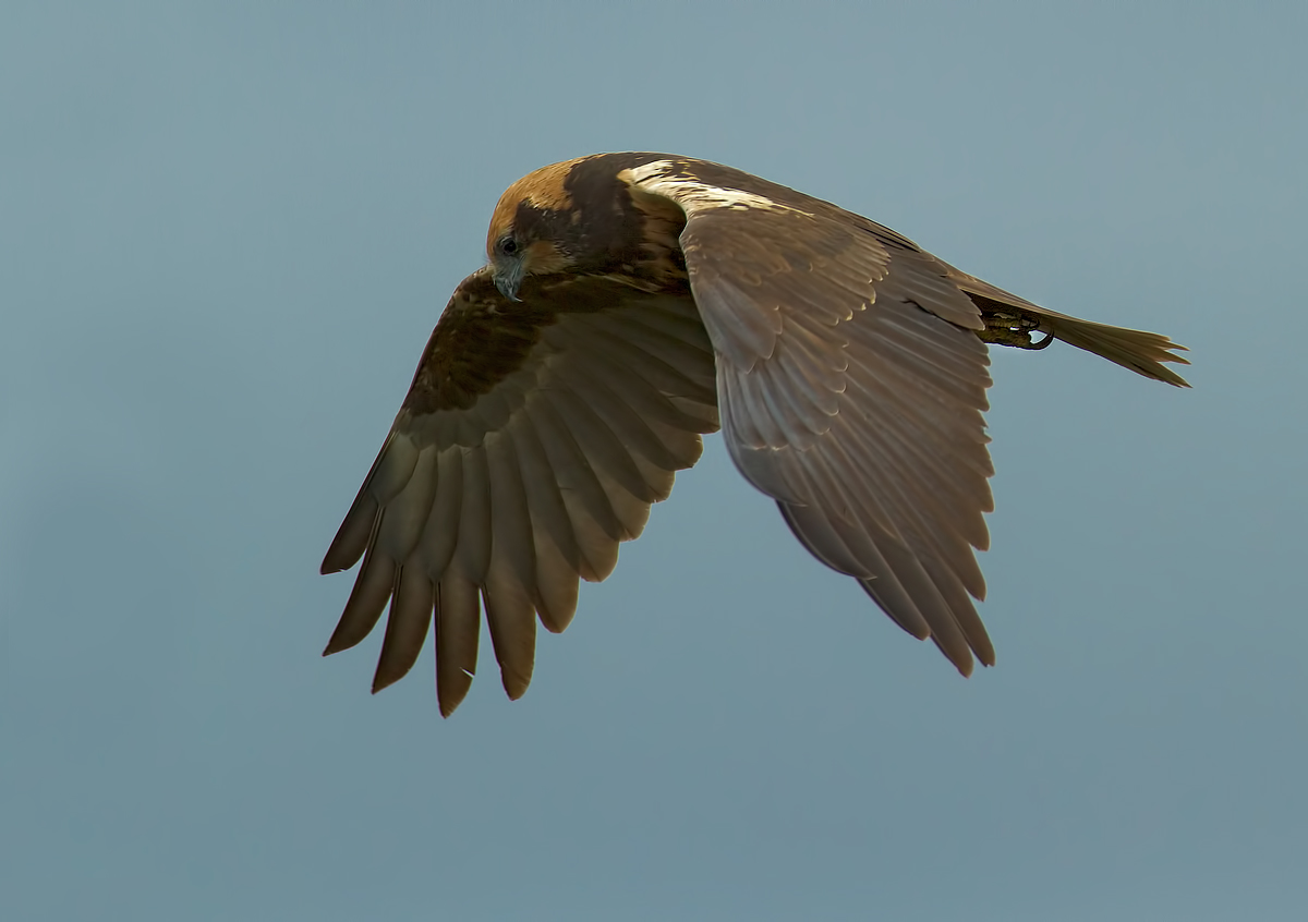 marsh harrier female