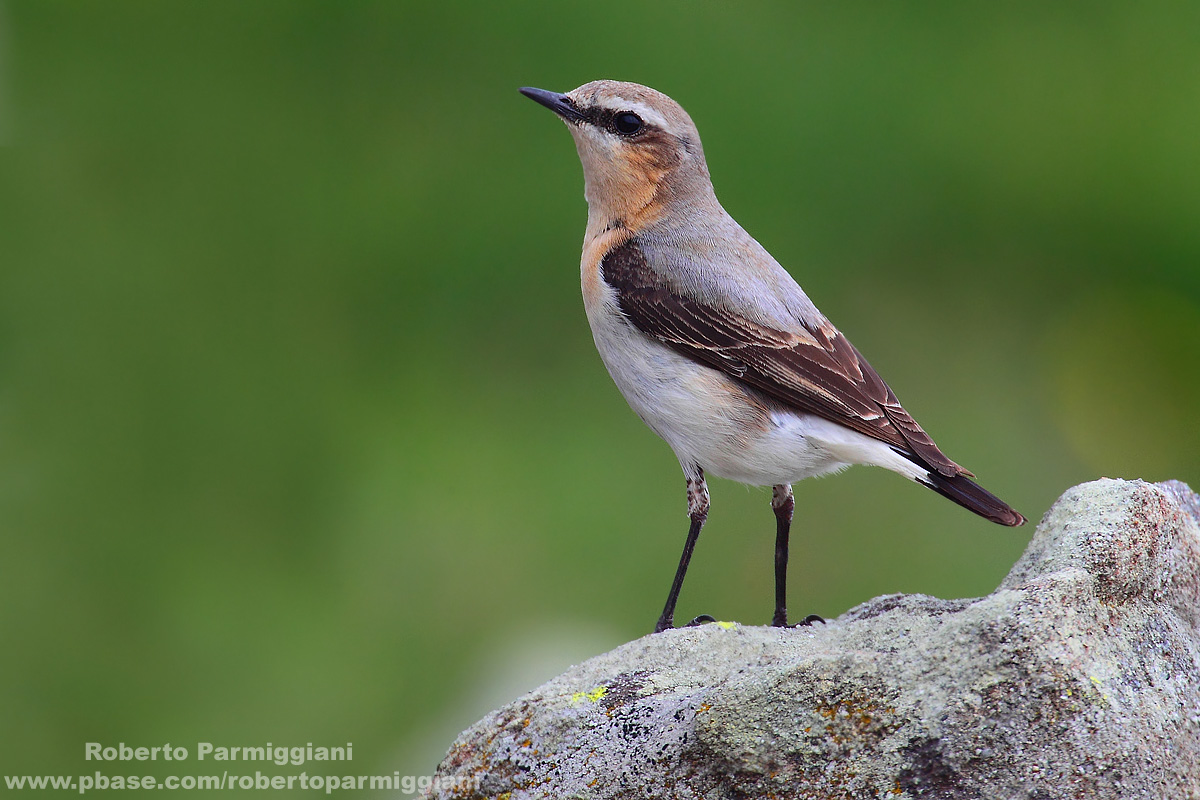 La sentinella (culbianco)