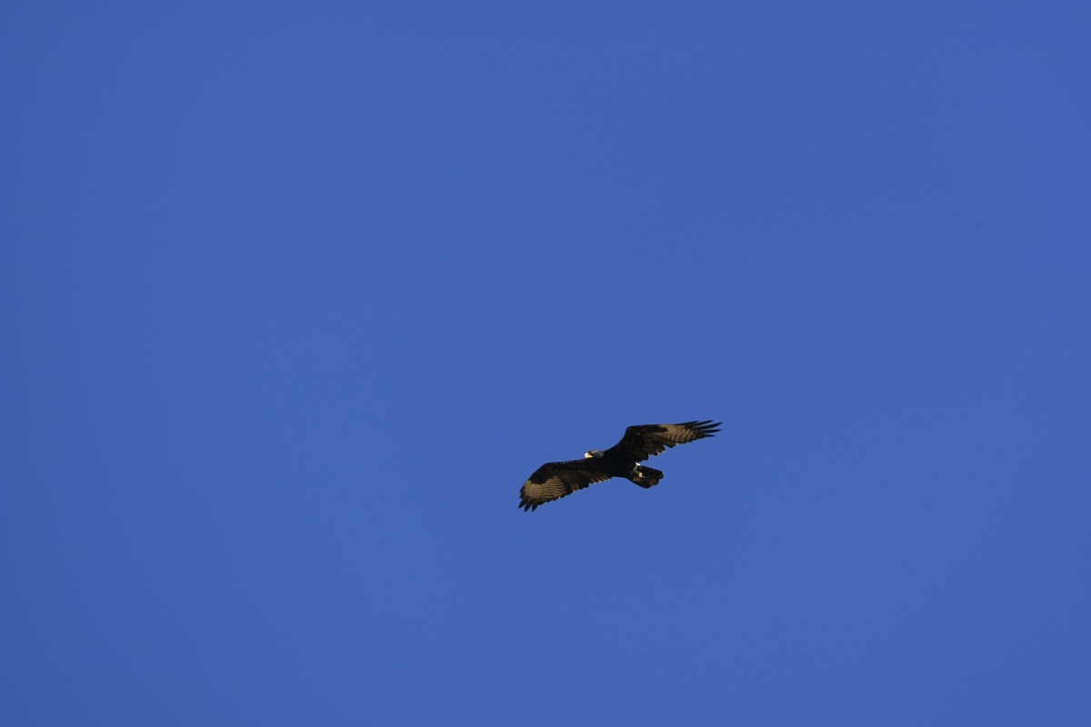 aquila di Verraux (Aquila verreauxii)