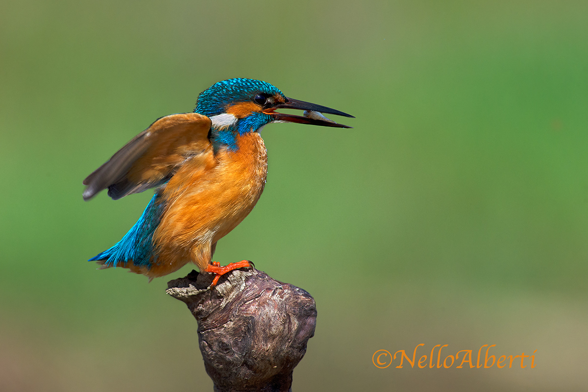 matino the icy botrona