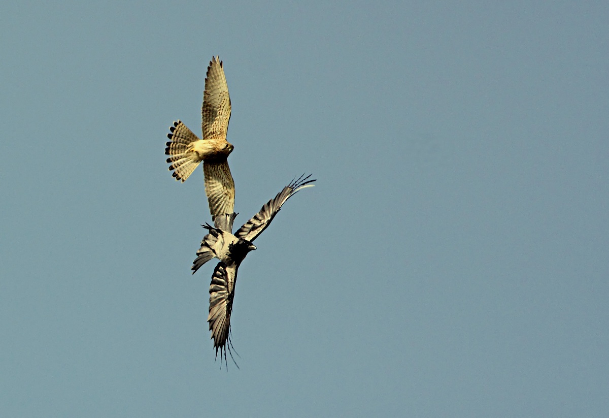 Gheppio-cornacchia-Contesa per lo spazio aereo