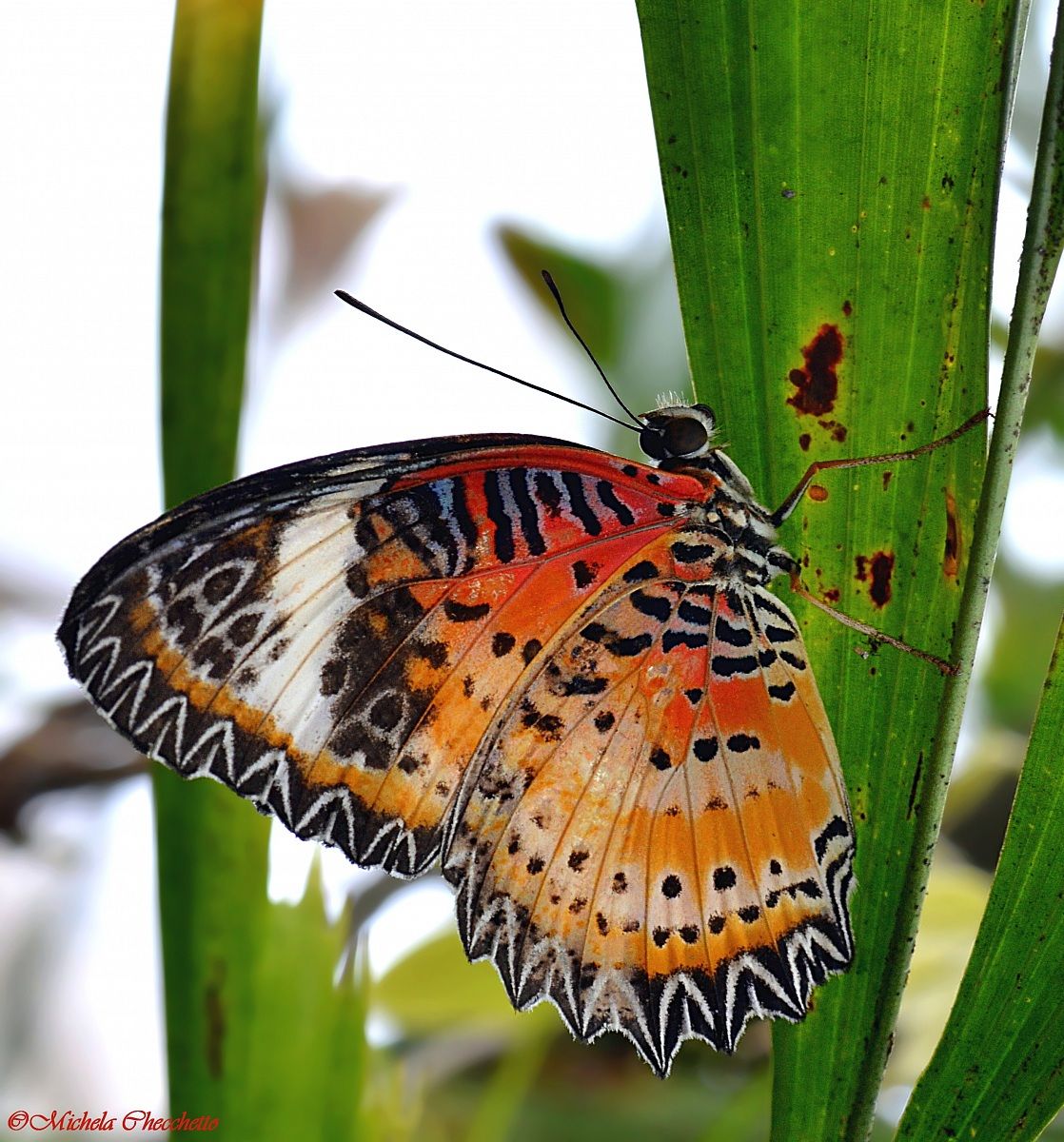 Leopard Butterfly