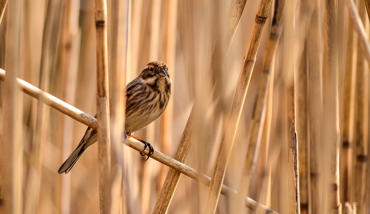 Migliarino di palude (Emberiza schoeniclus