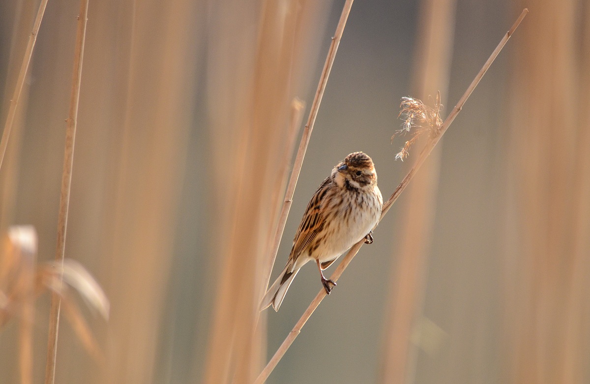 Migliarino di palude (Emberiza schoeniclus
