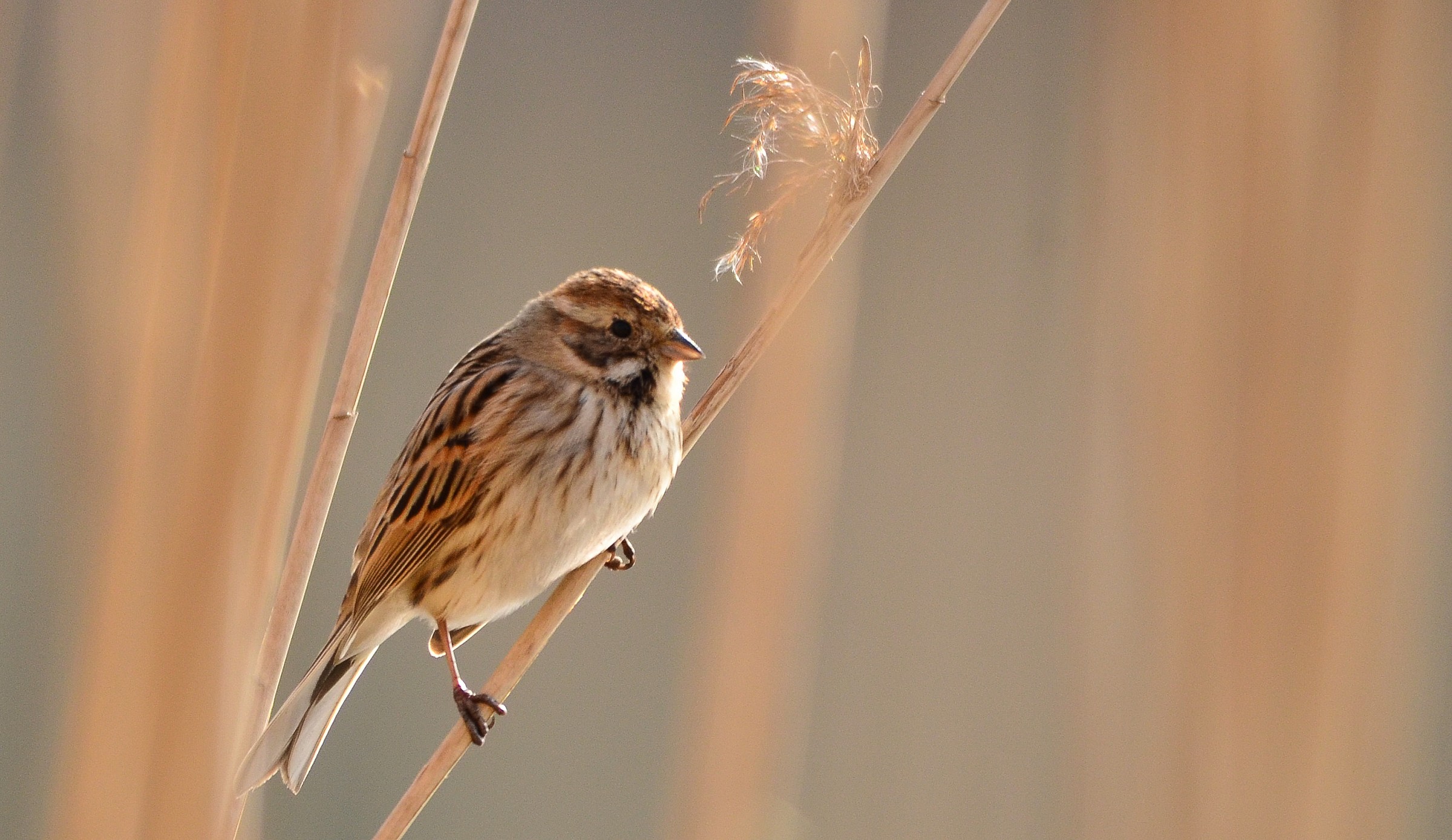 Bunting (Emberiza schoeniclus)