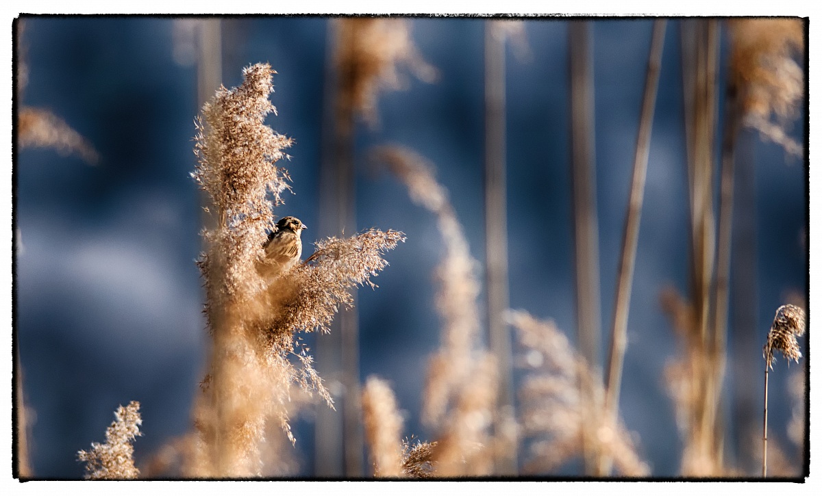 Migliarino di palude (Emberiza schoeniclus)