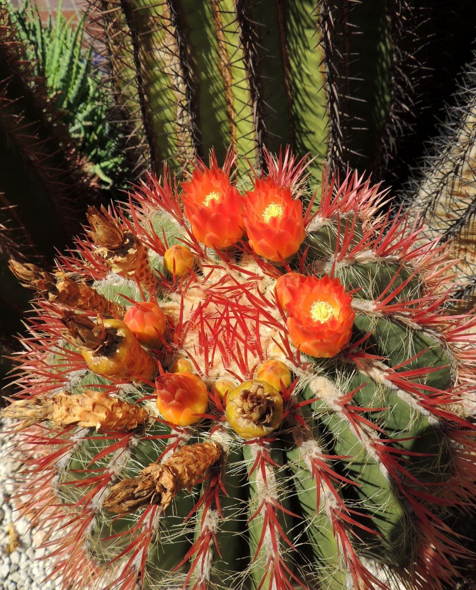 Tenerife-ferocactus pilosus