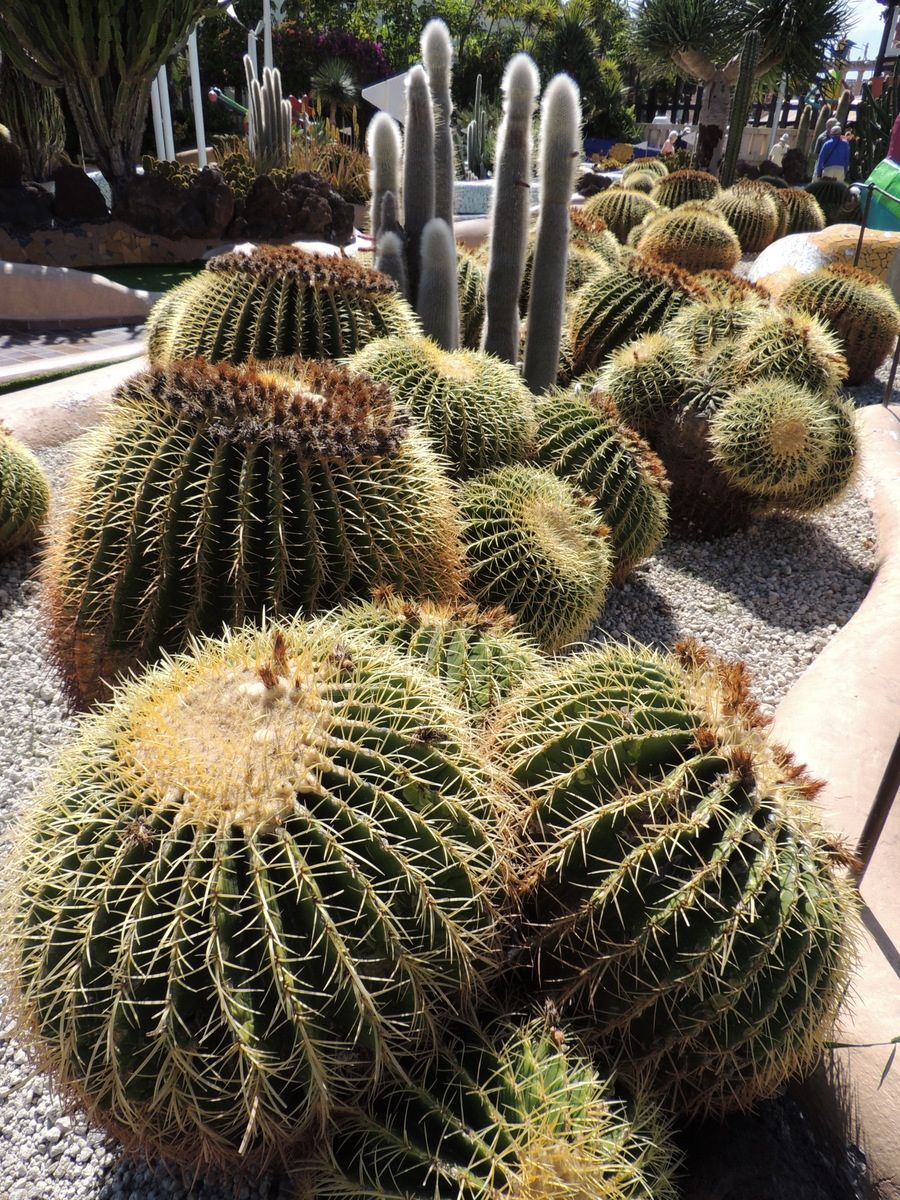 Tenerife-echinocactus grusonii