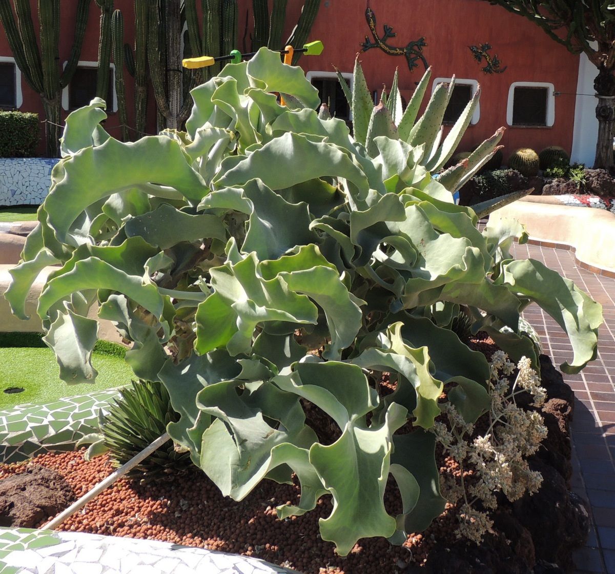 Tenerife-calanchoe beharensis