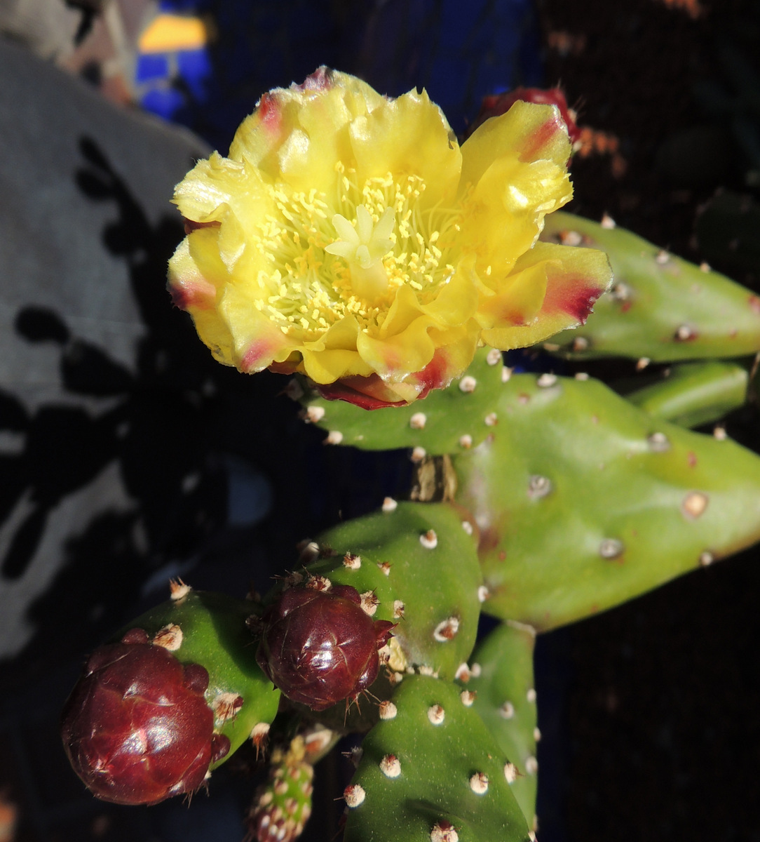 Tenerife-Playa Las Americas