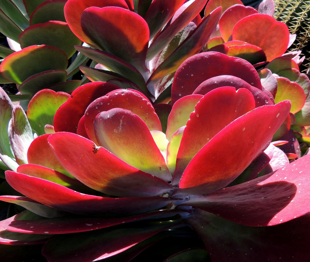 Tenerife-Playa Las Americas