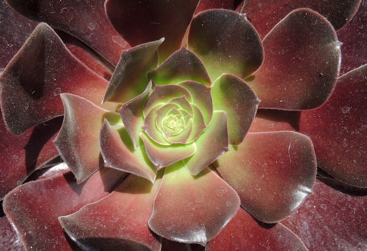 Tenerife-Playa Las Americas-11