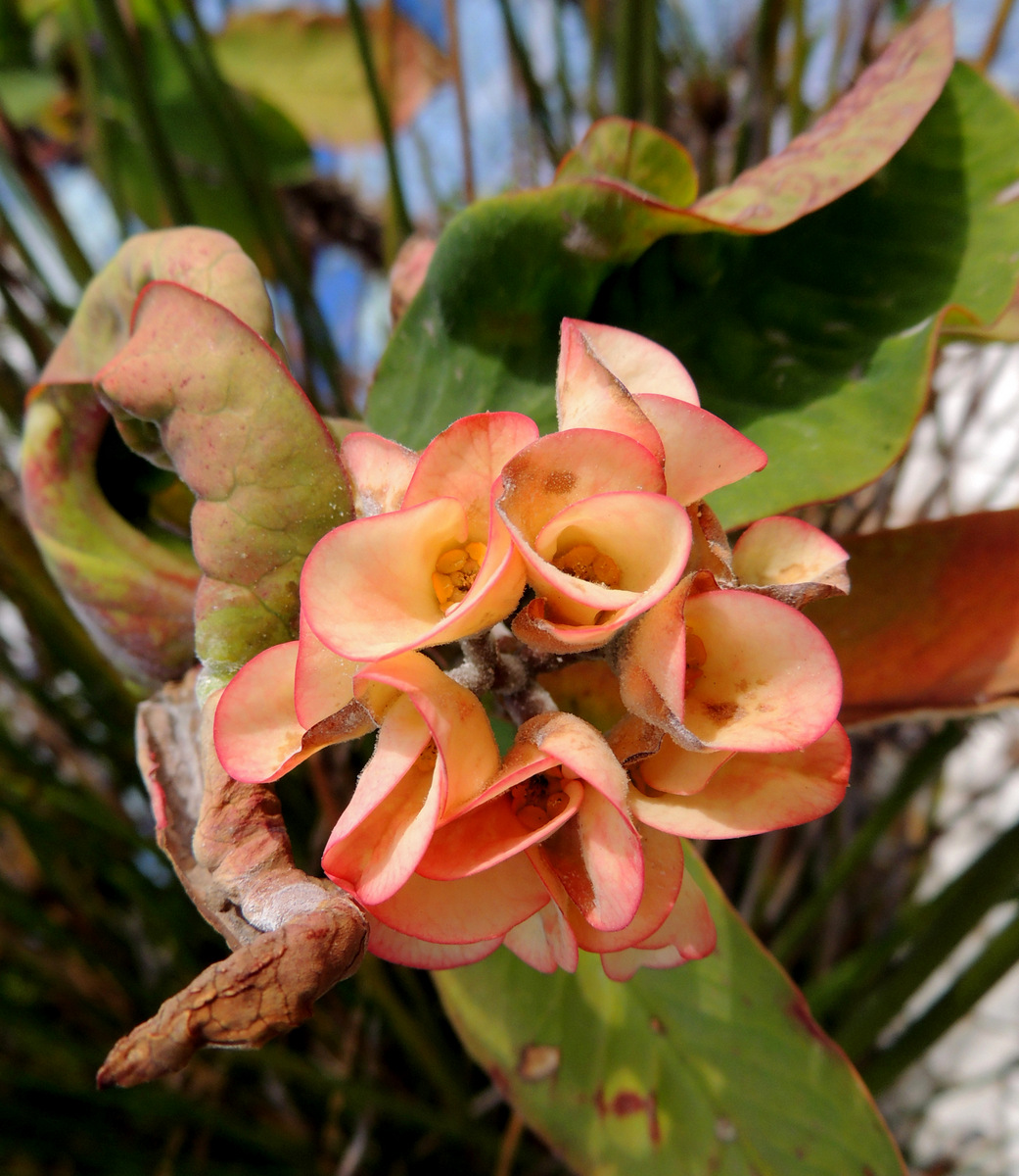 Tenerife-Playa Las Americas-Mini-14