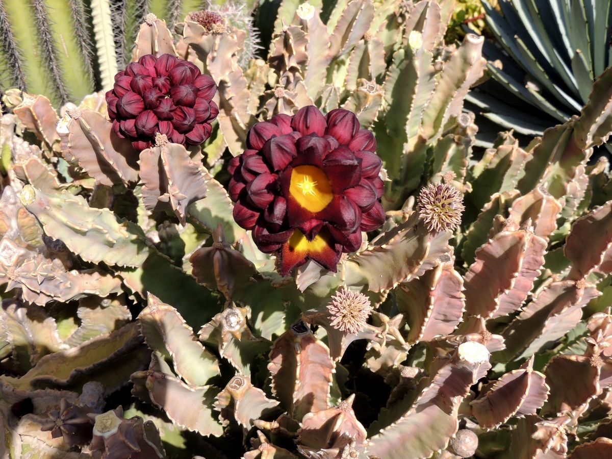 Tenerife-Playa Las Americas