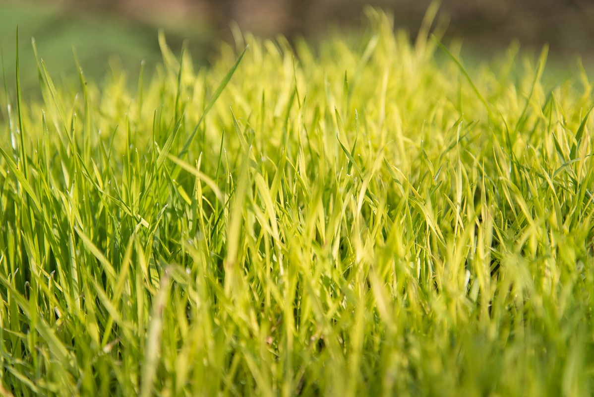 Green grass