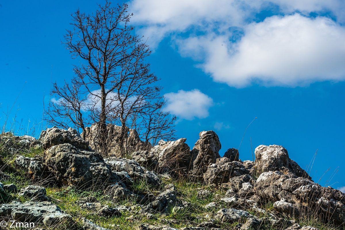 Albero solitario a 1800 m slm