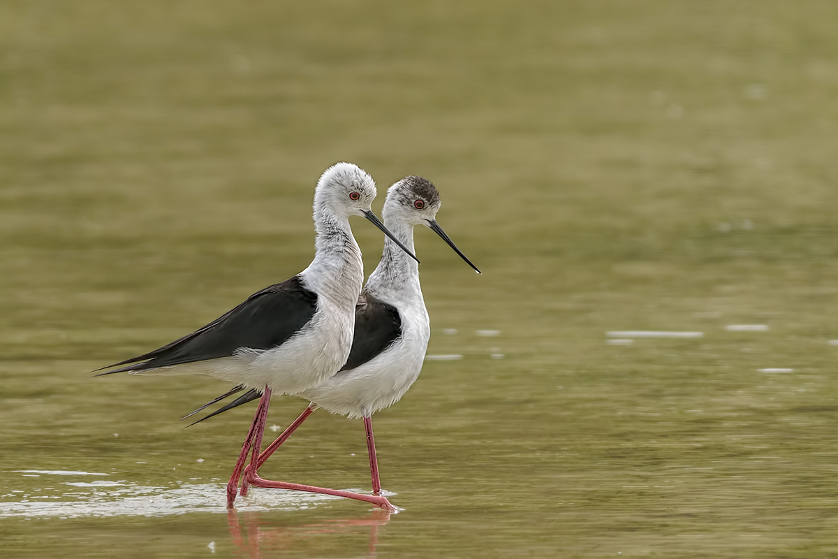 Knight of Italy (stilt stilt)