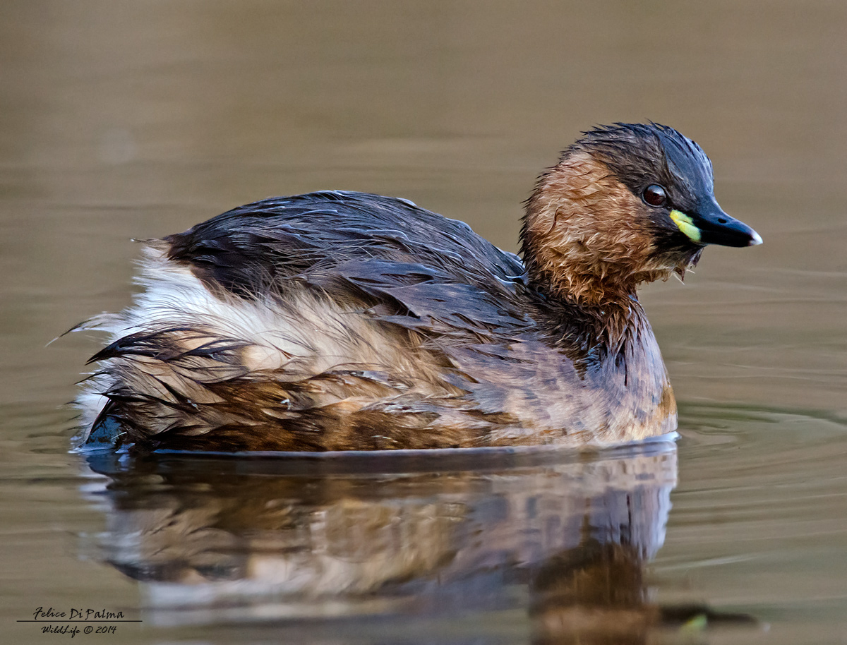 Tuffetto attento ...