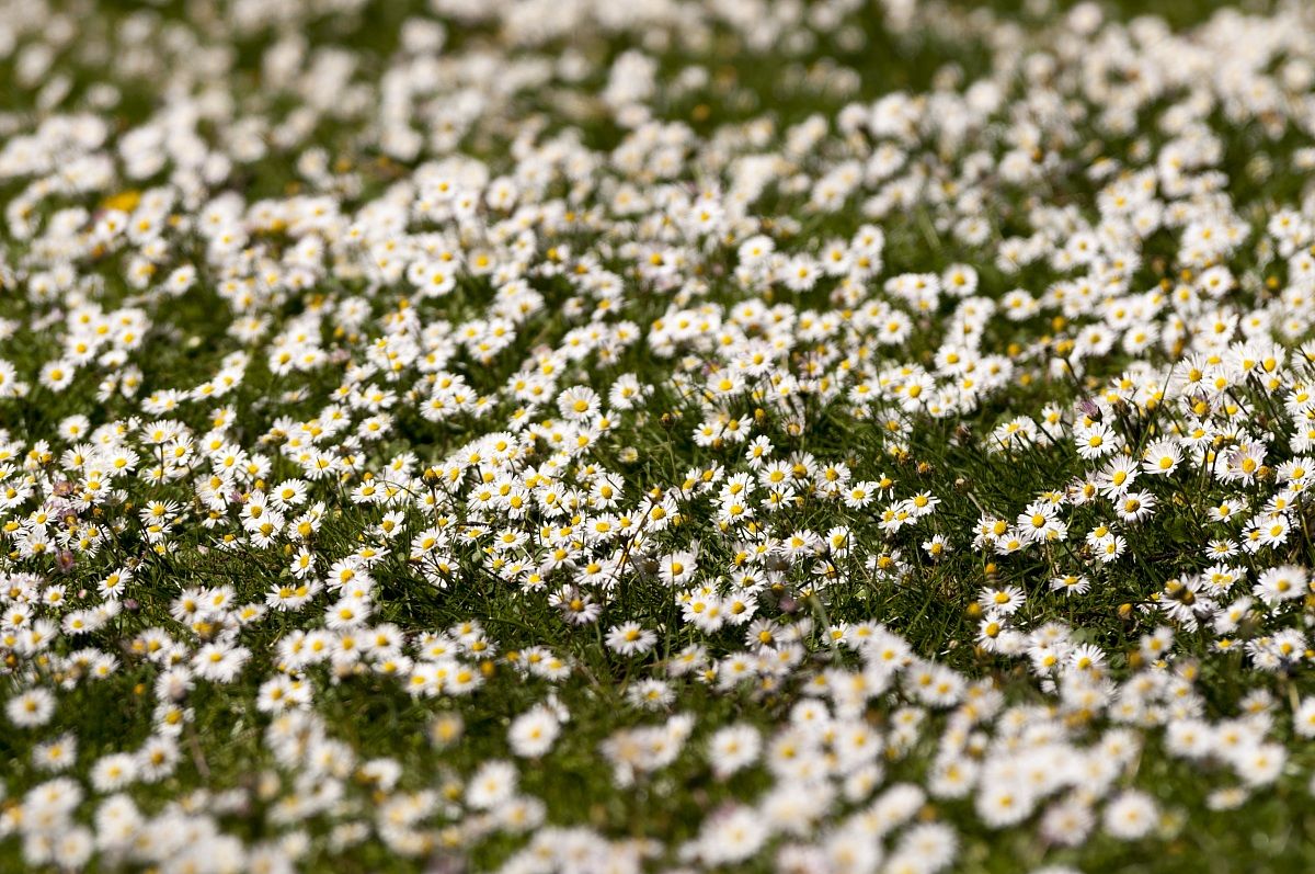 Distesa di margherite