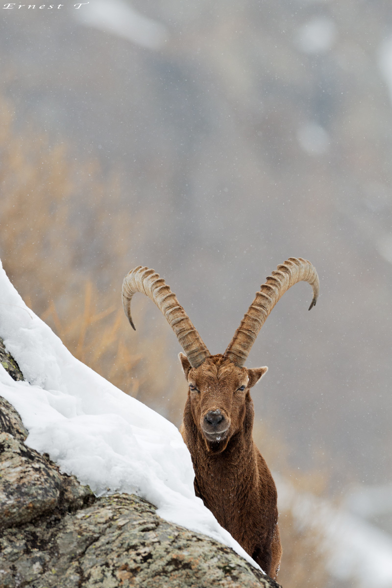 Ibex
