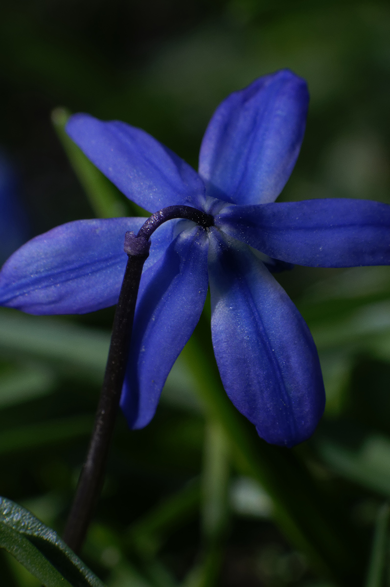 scilla siberica