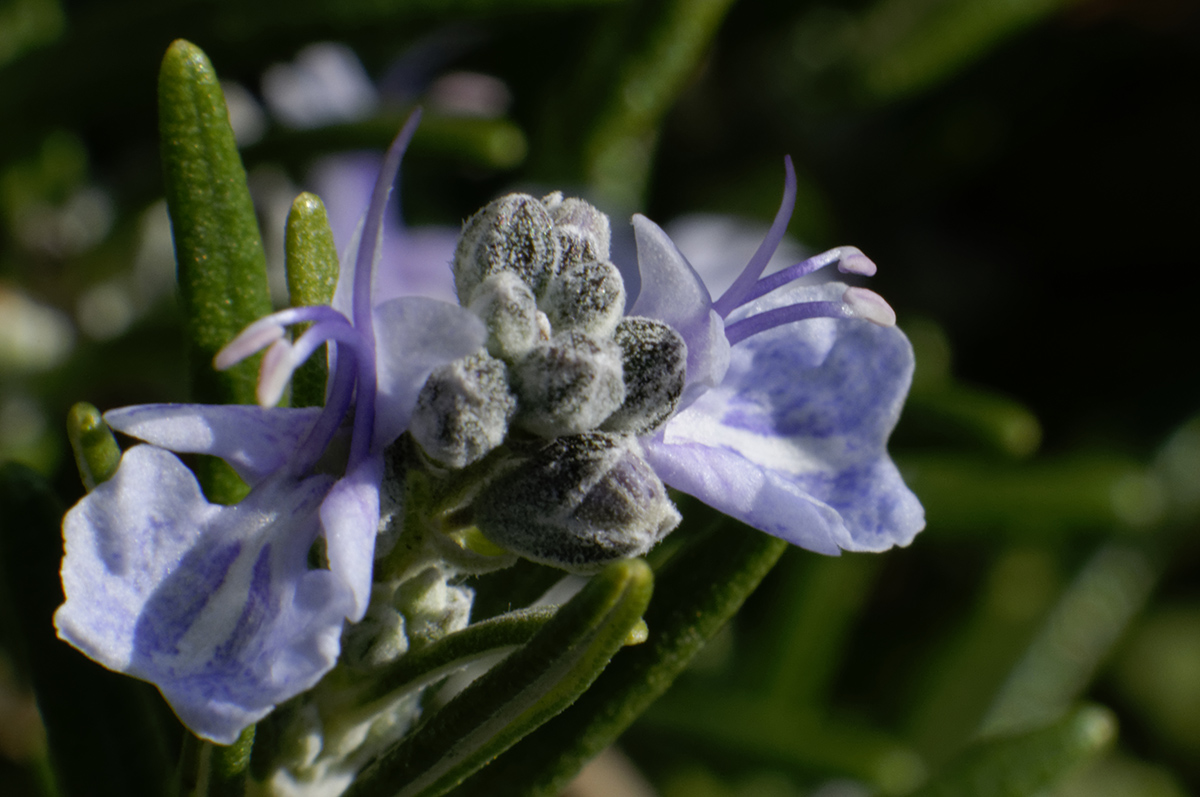 rosmarinum officinalis