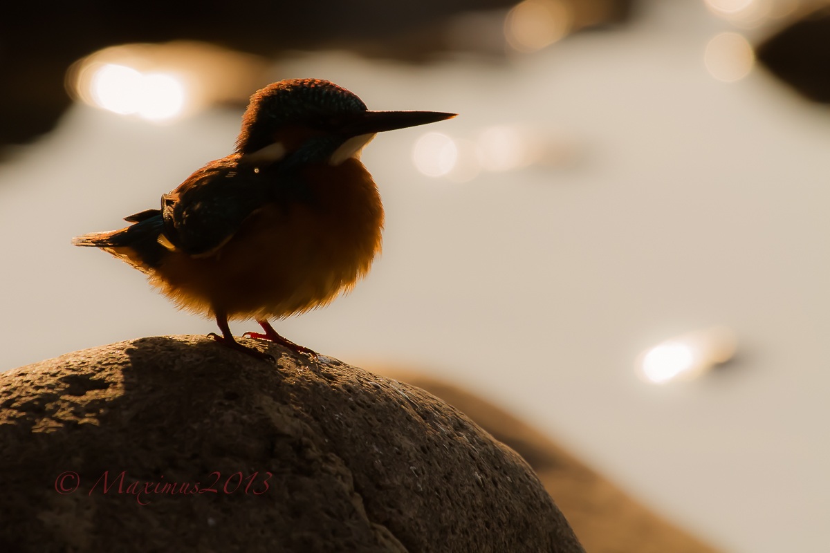 The silhouette of the ... martin ..