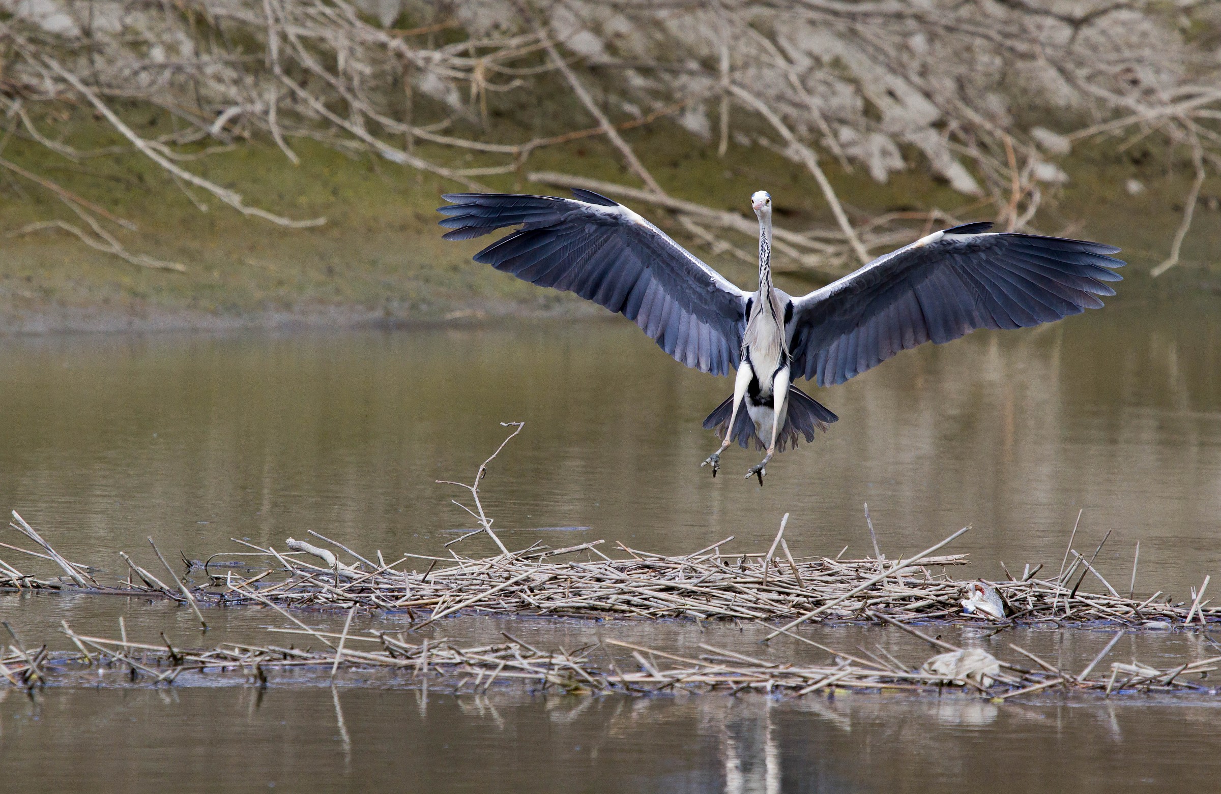 l'atterraggio del cinerino