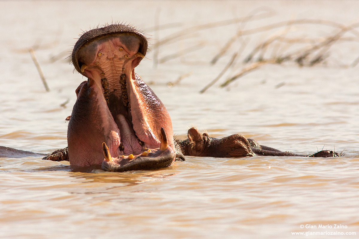 Hippopotamus / Hippopotamus