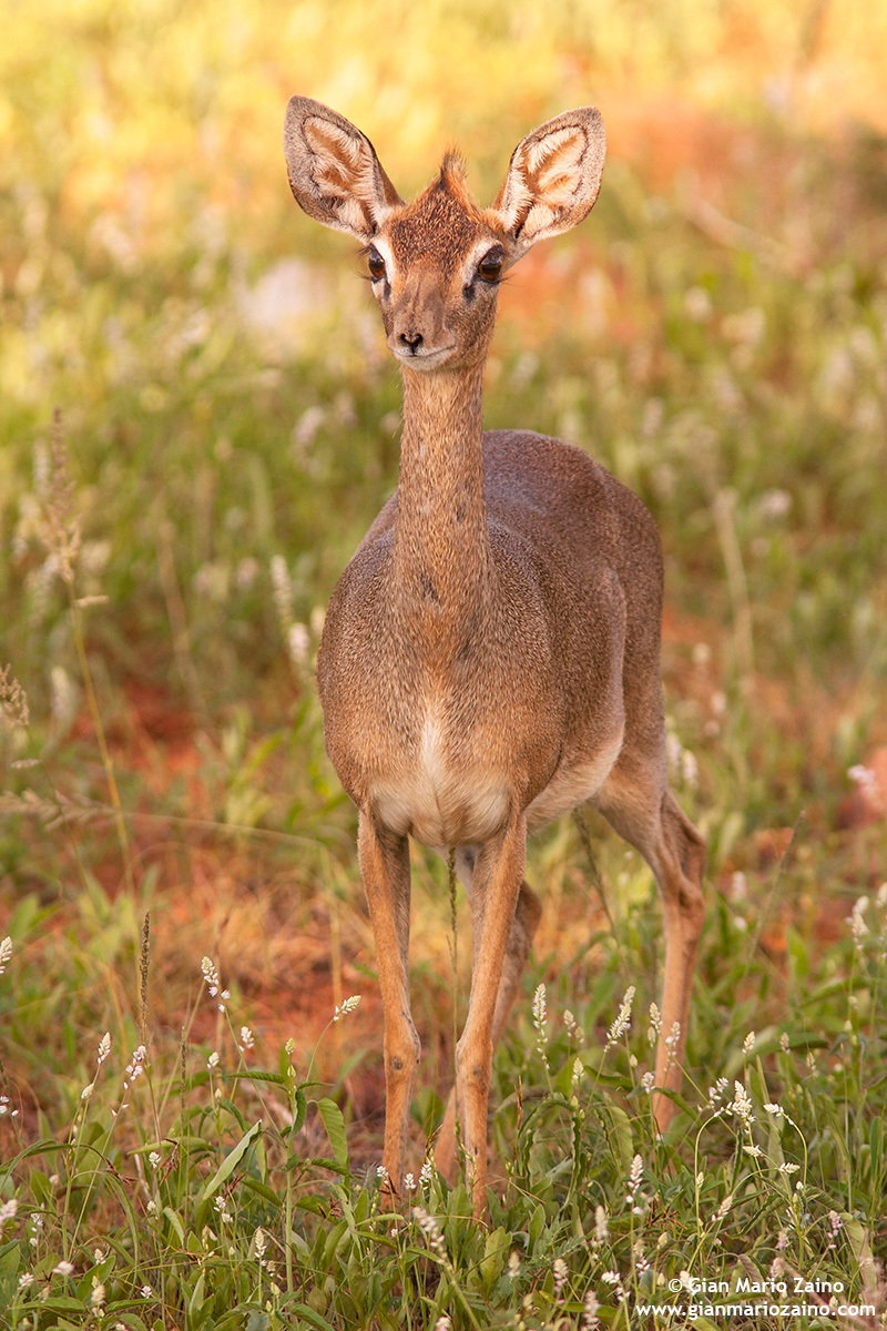 Madoqua guentheri / Dik-dik Gnther
