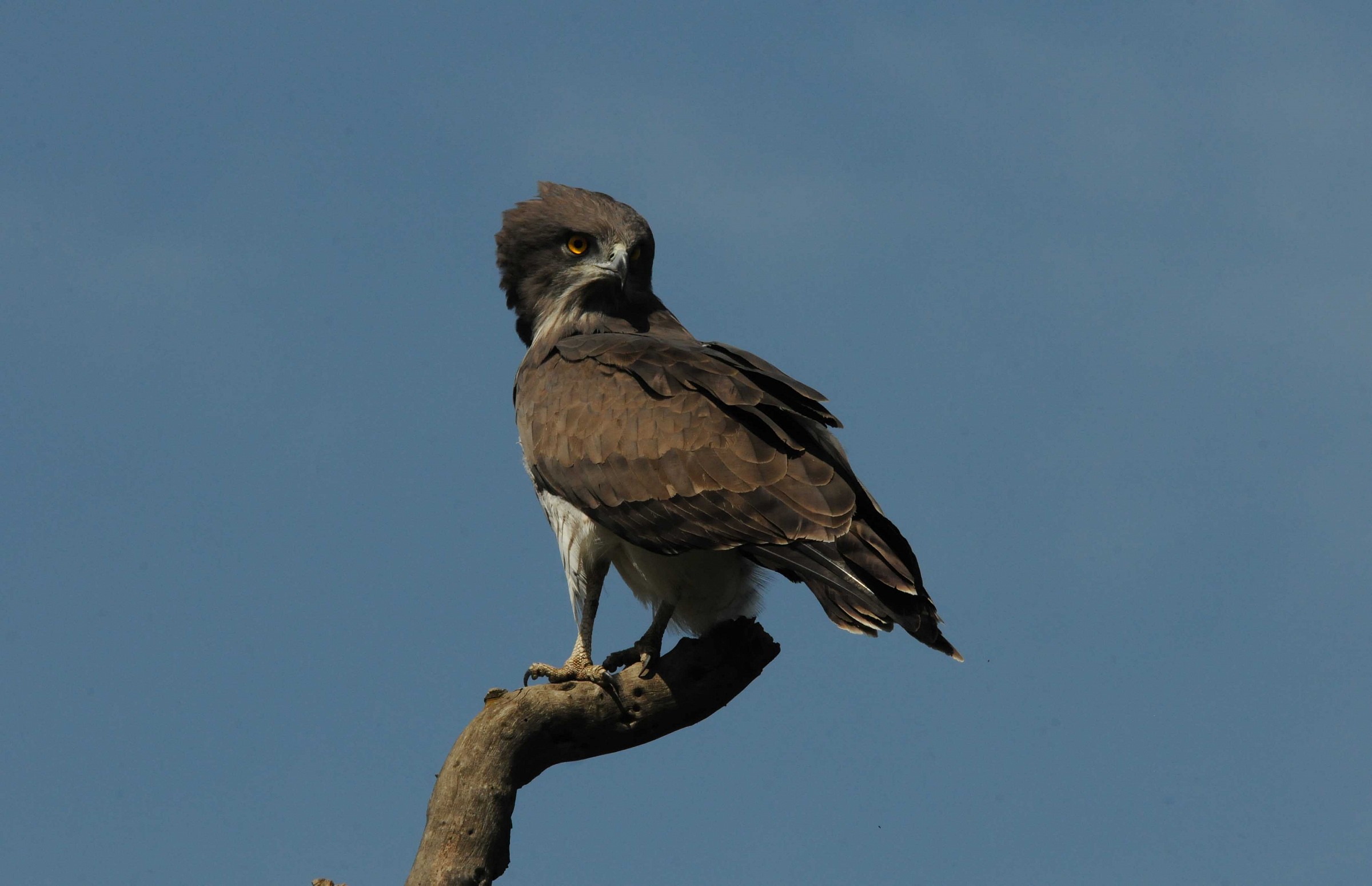 Raptor - Beles - Ethiopia