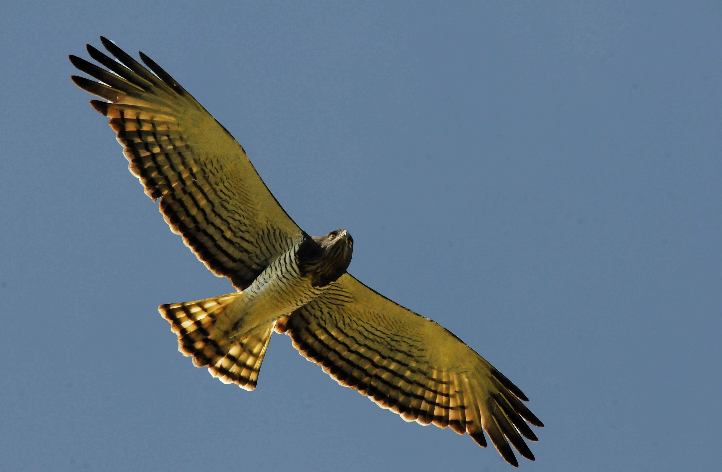 Circaetus beaudouini